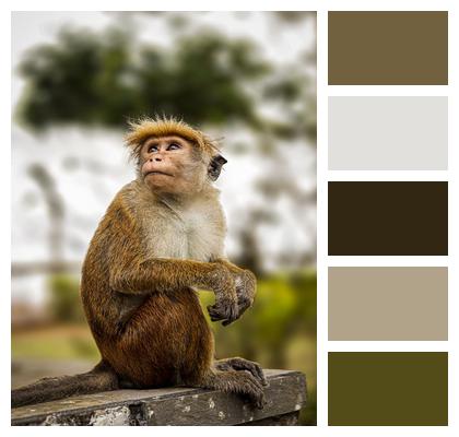 Monkey Animal Toque Macaque Image